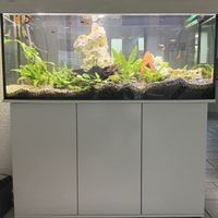 Aquarium Aqualux mit weissem Unterschrank