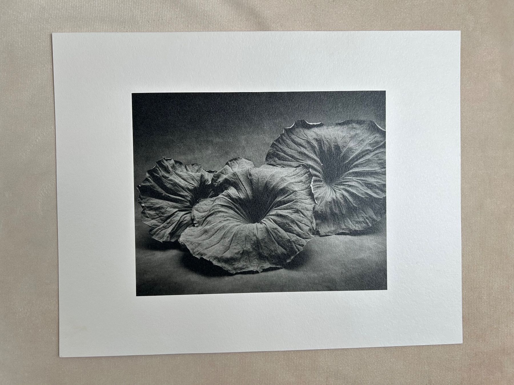 Foto & Immagini: Originalfotografie Sheila Rock "Lotus" – Usato da Eschenbach LU venduto da rog_y5bx