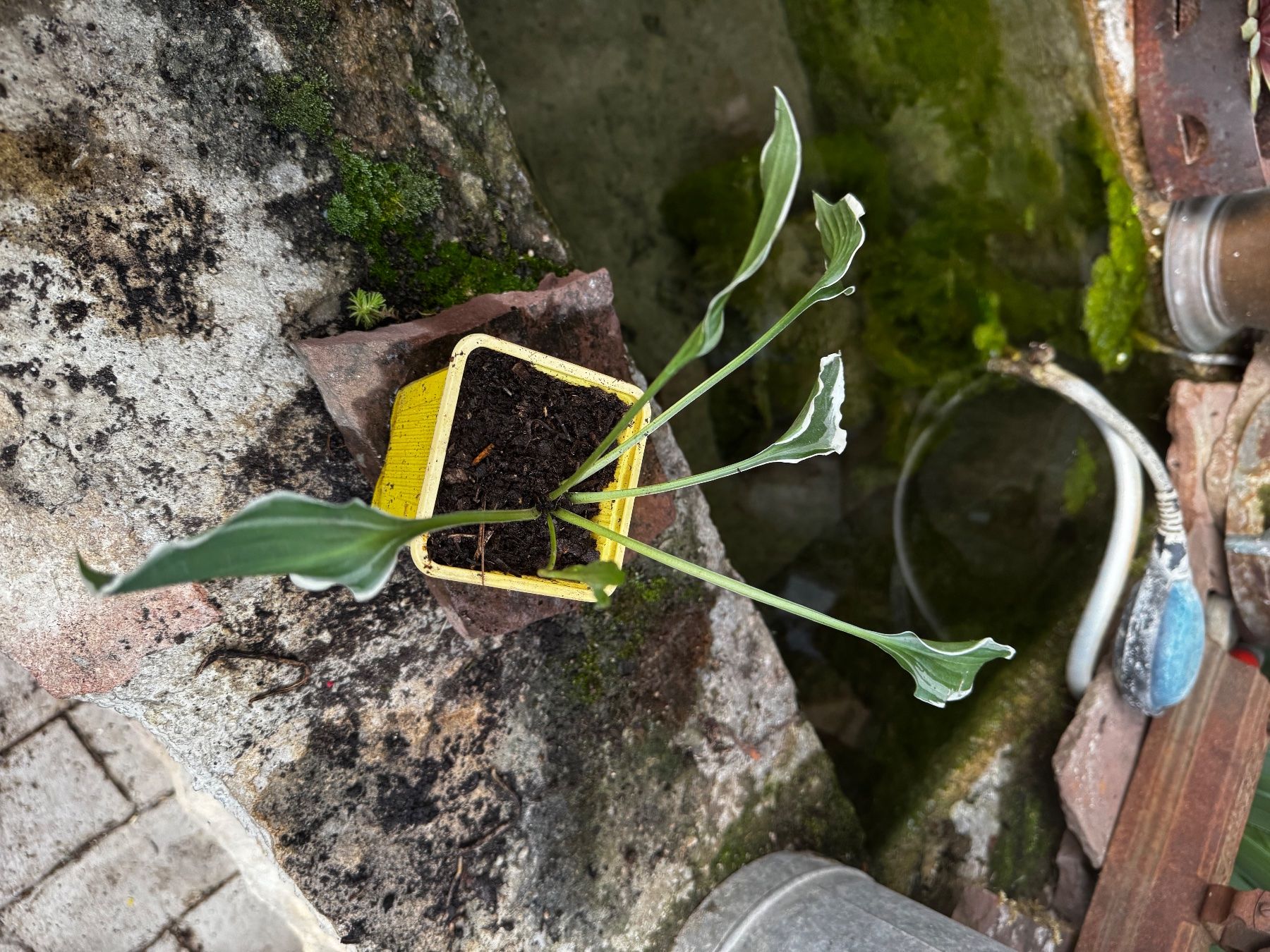 Plantes & graines: Hosta muffie – D'occasion à Lajoux JU par Briard0 1