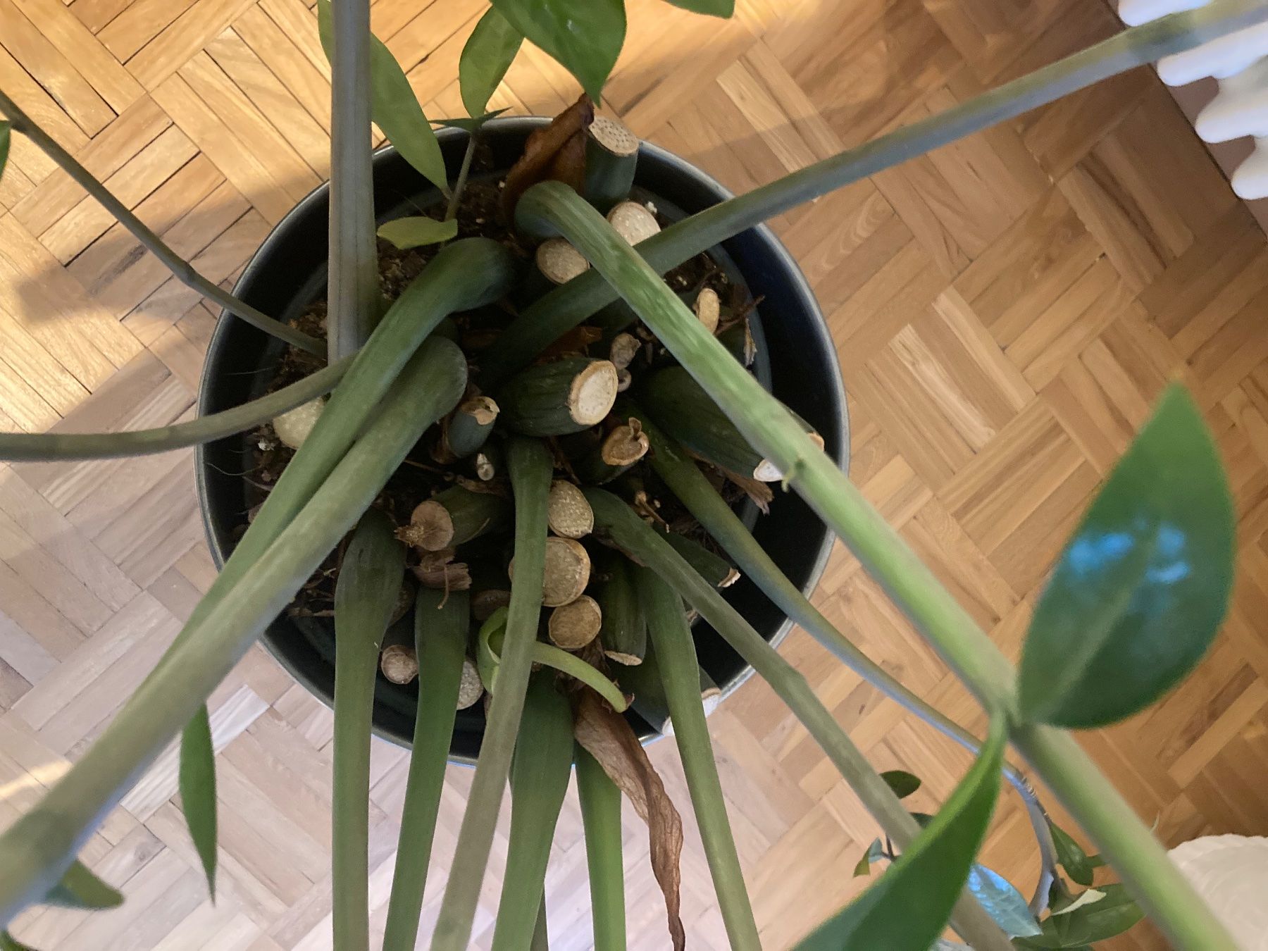 Plantes & graines: Pflanze mit Topf – D'occasion à St. Gallen par Corinne1234 2