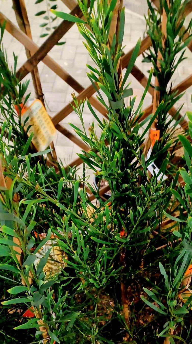 Pflanzen & Samen: ACACIA RETINOIDES 150 cm oder seltene immer blühende Mimosa – Neu und originalverpackt aus Rovio von POSITIFFARTandPLANTS 4