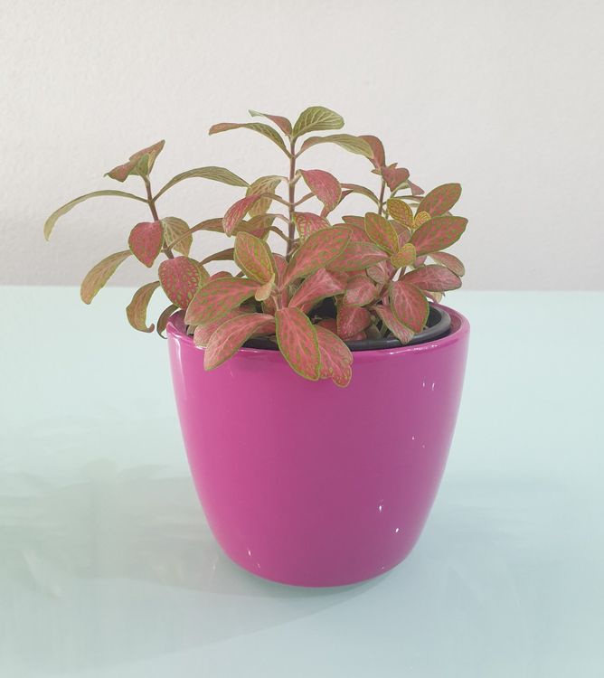 Fittonia Verschaffeltii Samen - 20 Stück Mosaikpflanze Für Zimmer & Garten (Mehrjährig)