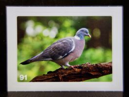 MIGROS MANIA Nature Detectives Nr. 91