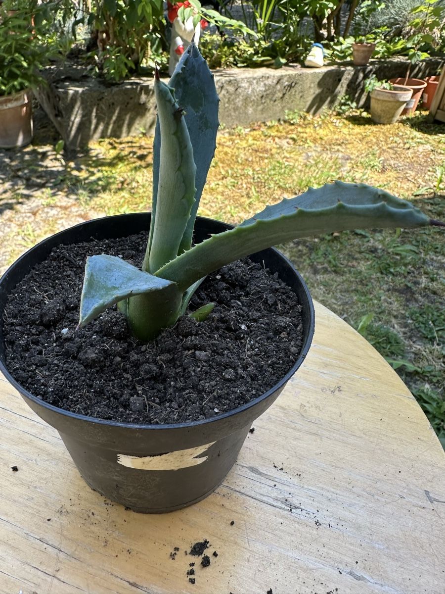 Piante & sementi: Agave 10 cm hoch – Usato da Ottikon venduto da lo99 1