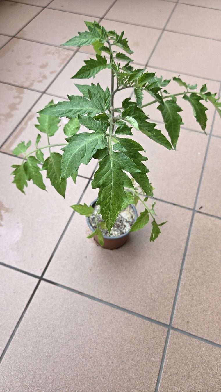 Piante & sementi: Tomaten Setzling  – Usato da Oberwil (Dägerlen) venduto da Green_lady