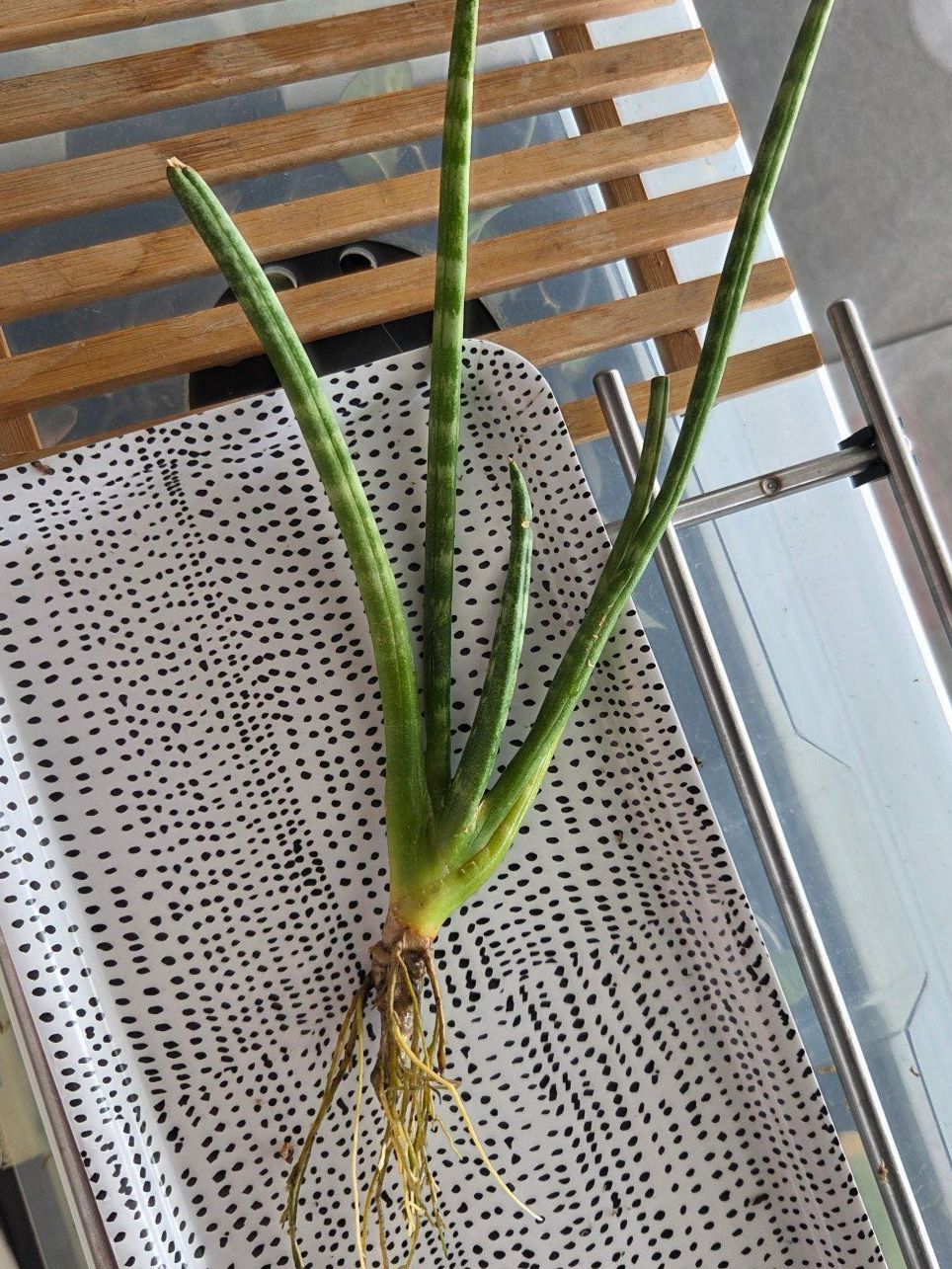 Pflanzen & Samen: ** sansevieria cylindrica** – Gebraucht aus Broc von omegadlocks 2