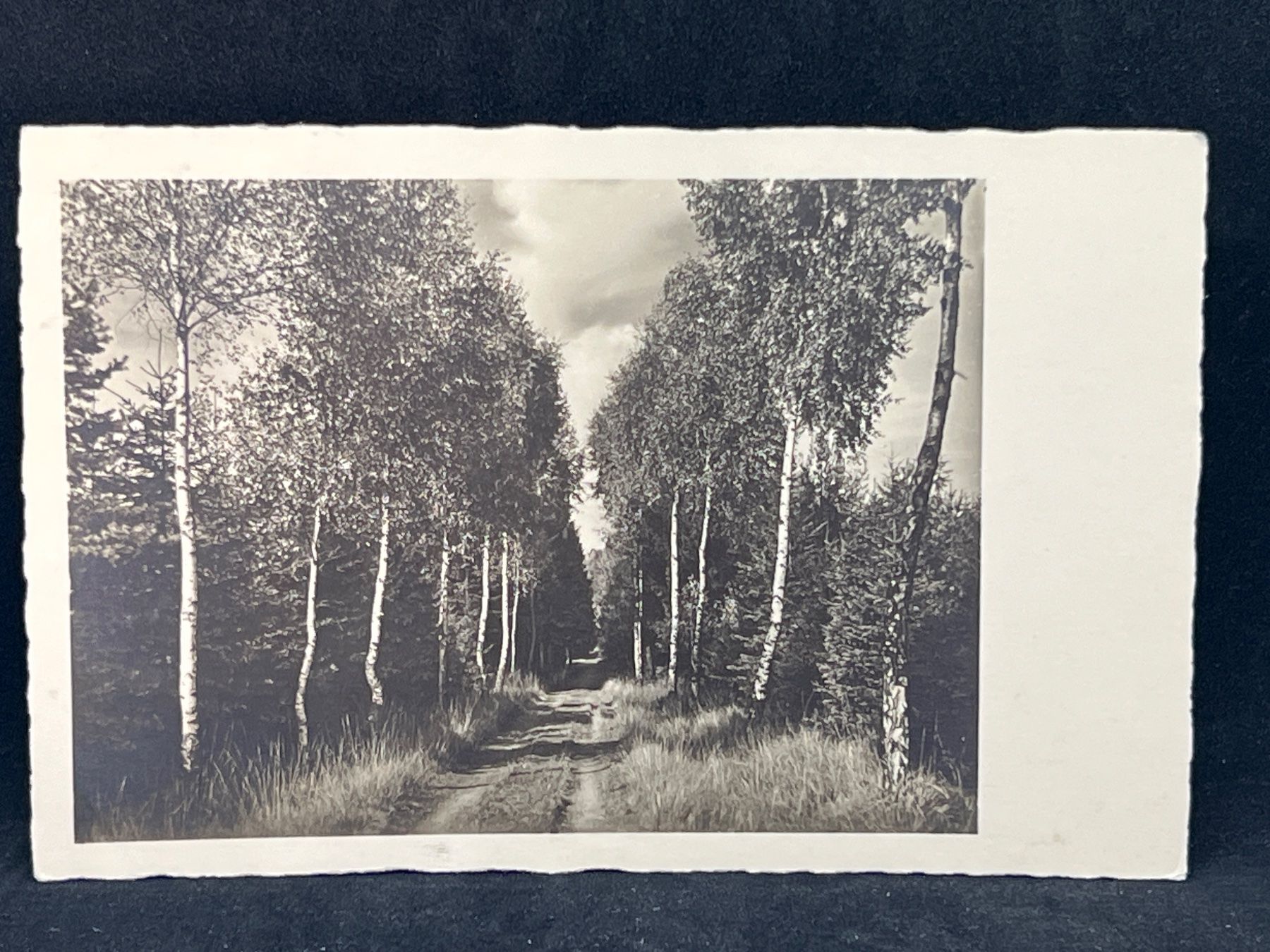 Cartoline postali: Ansichtskarte mit einem Motiv einer Allee – Usato da Widnau venduto da Brusi9