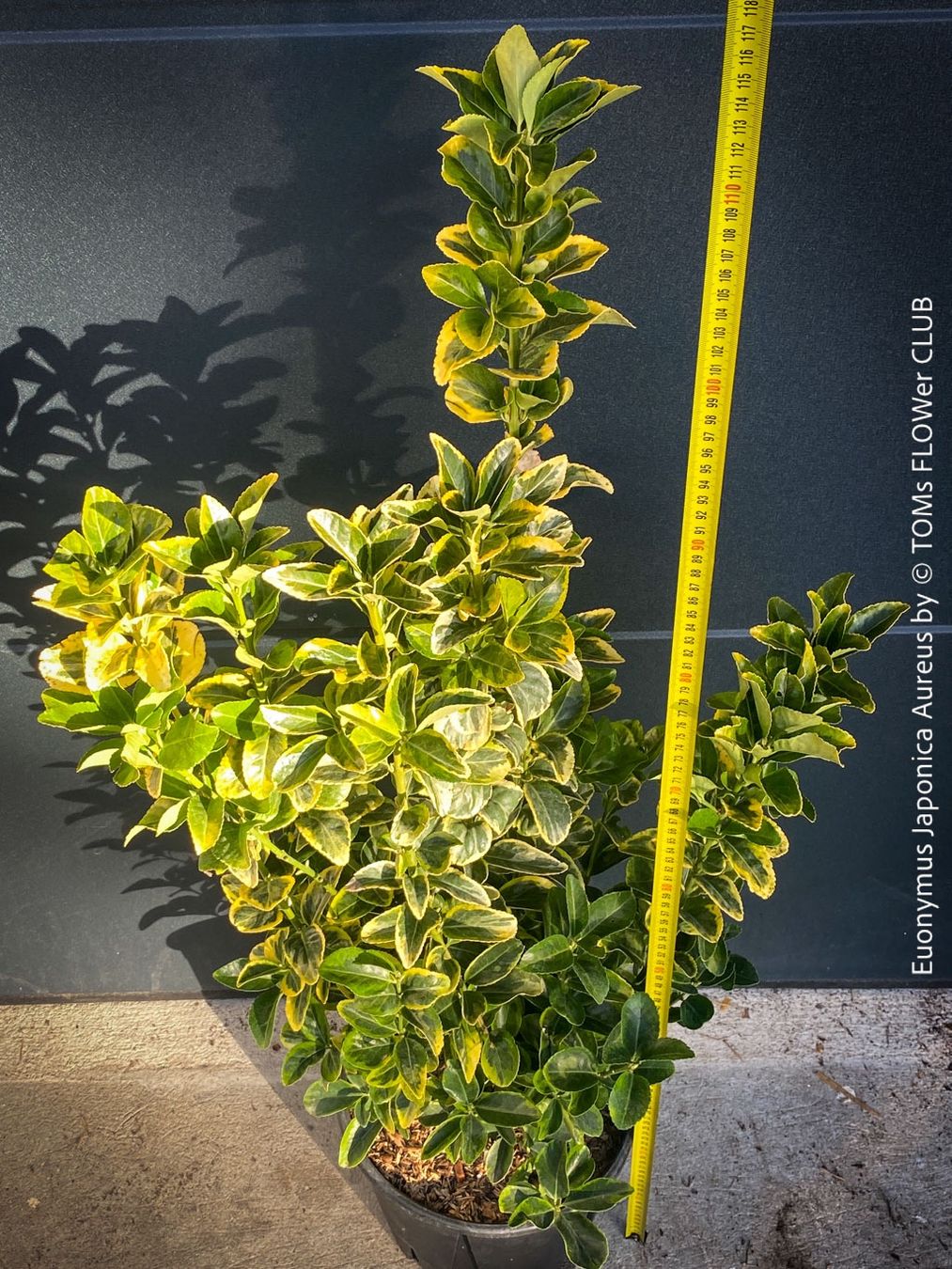 Pflanzen & Samen: Euonymus Japonicus ‘Aureus’ oder 'Bravo' - immergrün – Neu und originalverpackt aus Adliswil von TAKEYOURPLANT 6