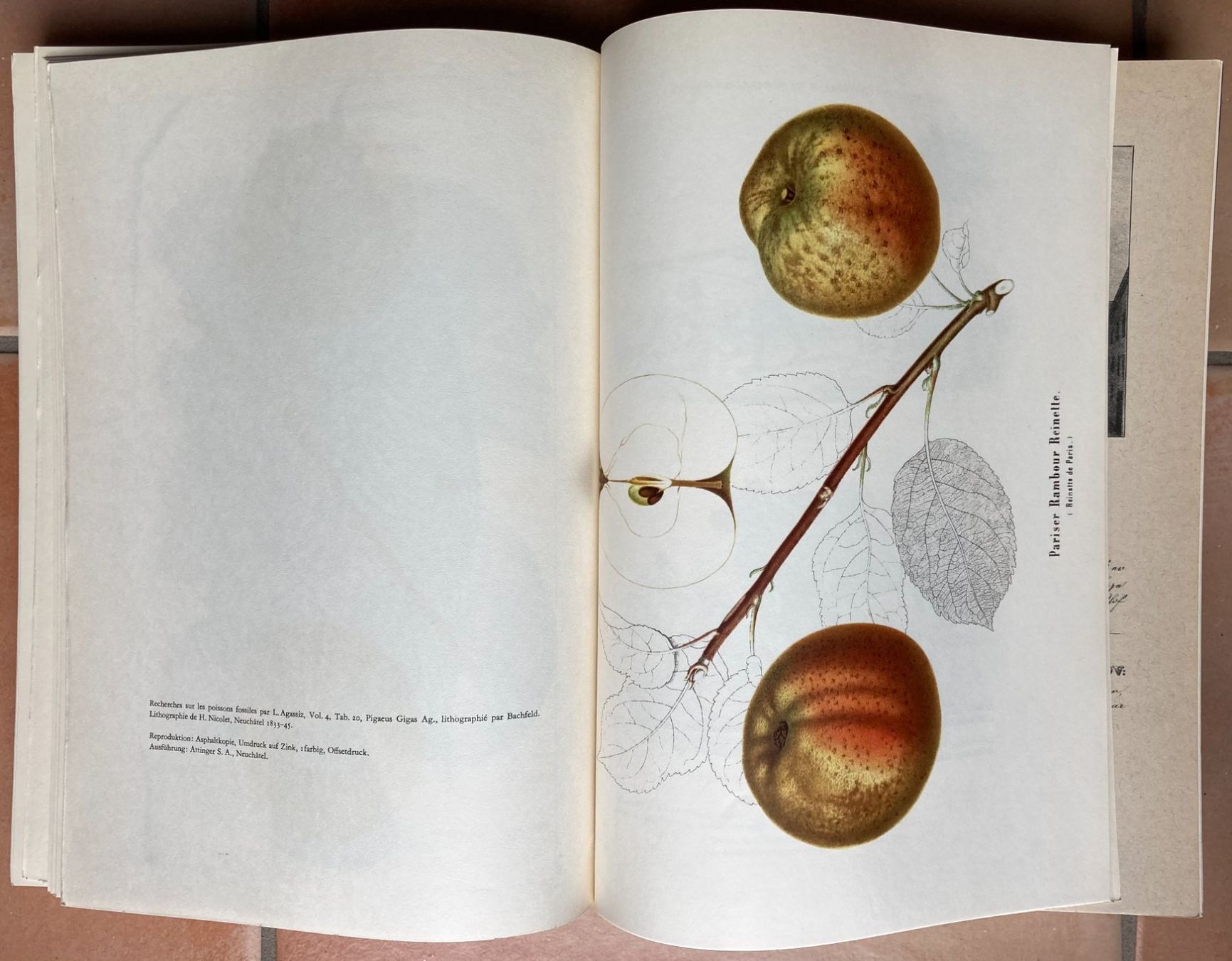 Libri: Die Lithographie in der Schweiz - 1894-1944 – Usato da Versoix venduto da HELVETICA_1 5