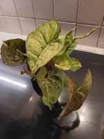 Syngonium Pflanzen Paket