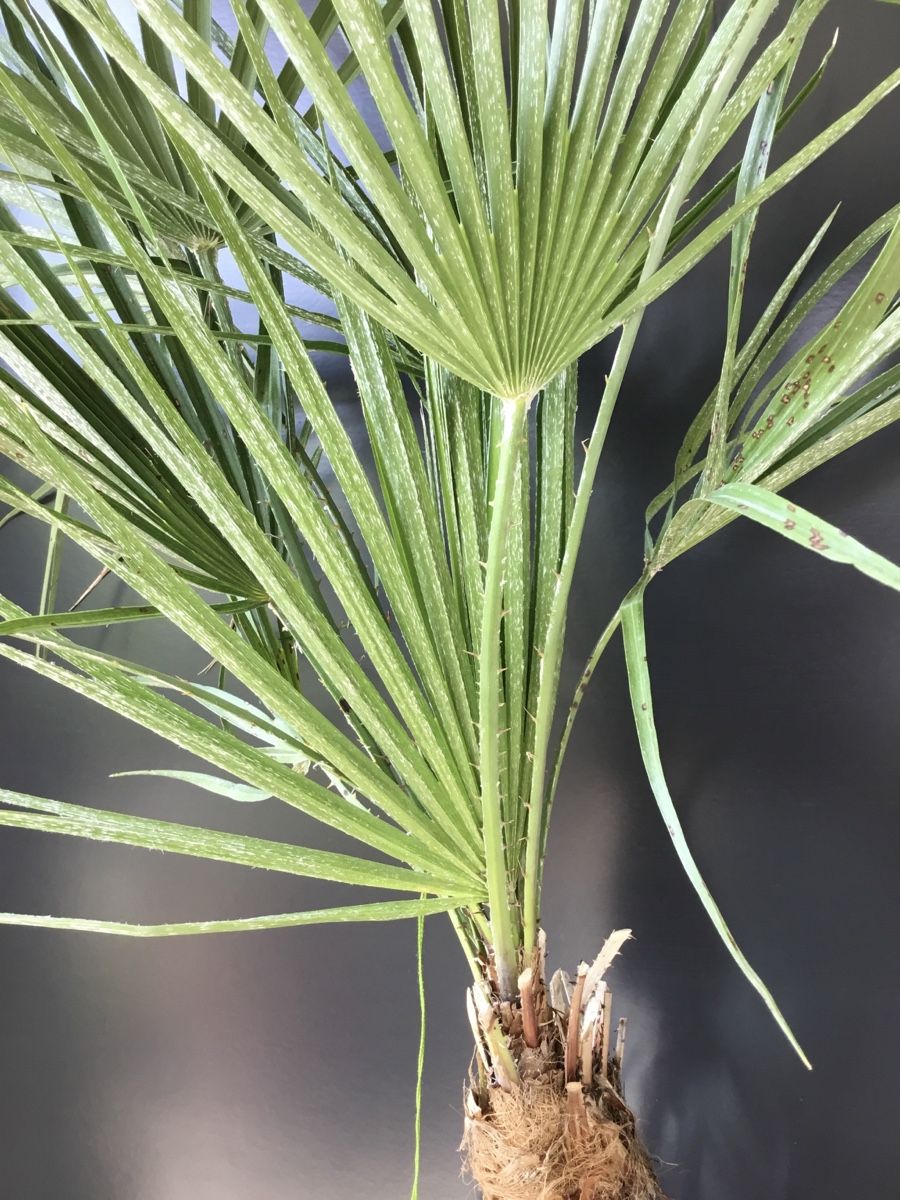 Pflanzen & Samen: Original Sizilien Zwerg-Palme | Ableger – Neu (gemäss Beschreibung) aus Eggersriet von Wiese61 2
