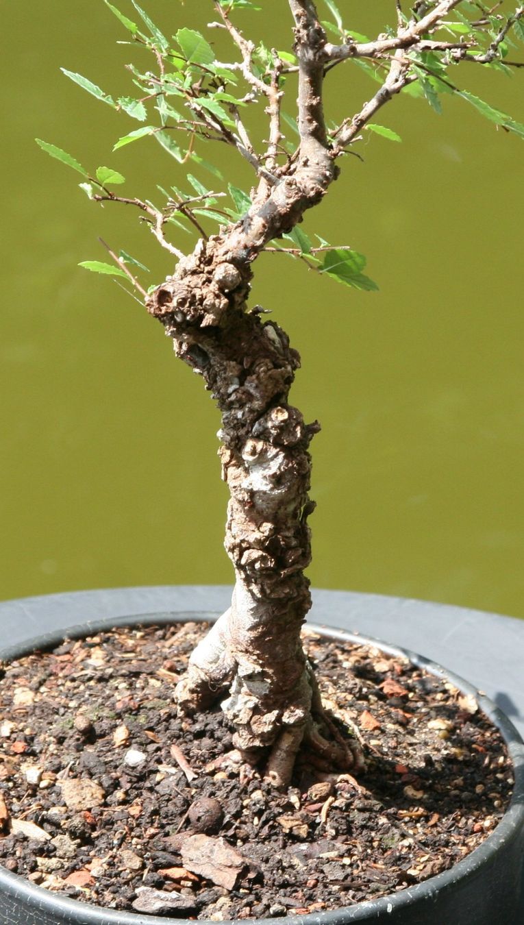 Plantes & graines: BONSAI  -  Zelkove – D'occasion à Gretzenbach par Sikim 1