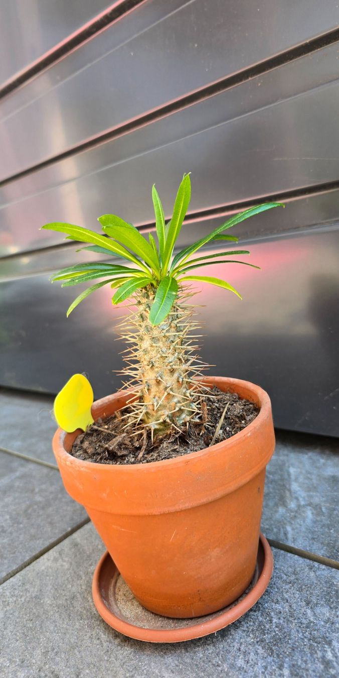Pflanzen & Samen: Madagaskar Palme im Tontopf – Gebraucht aus Aarburg von Glitzerschein 3