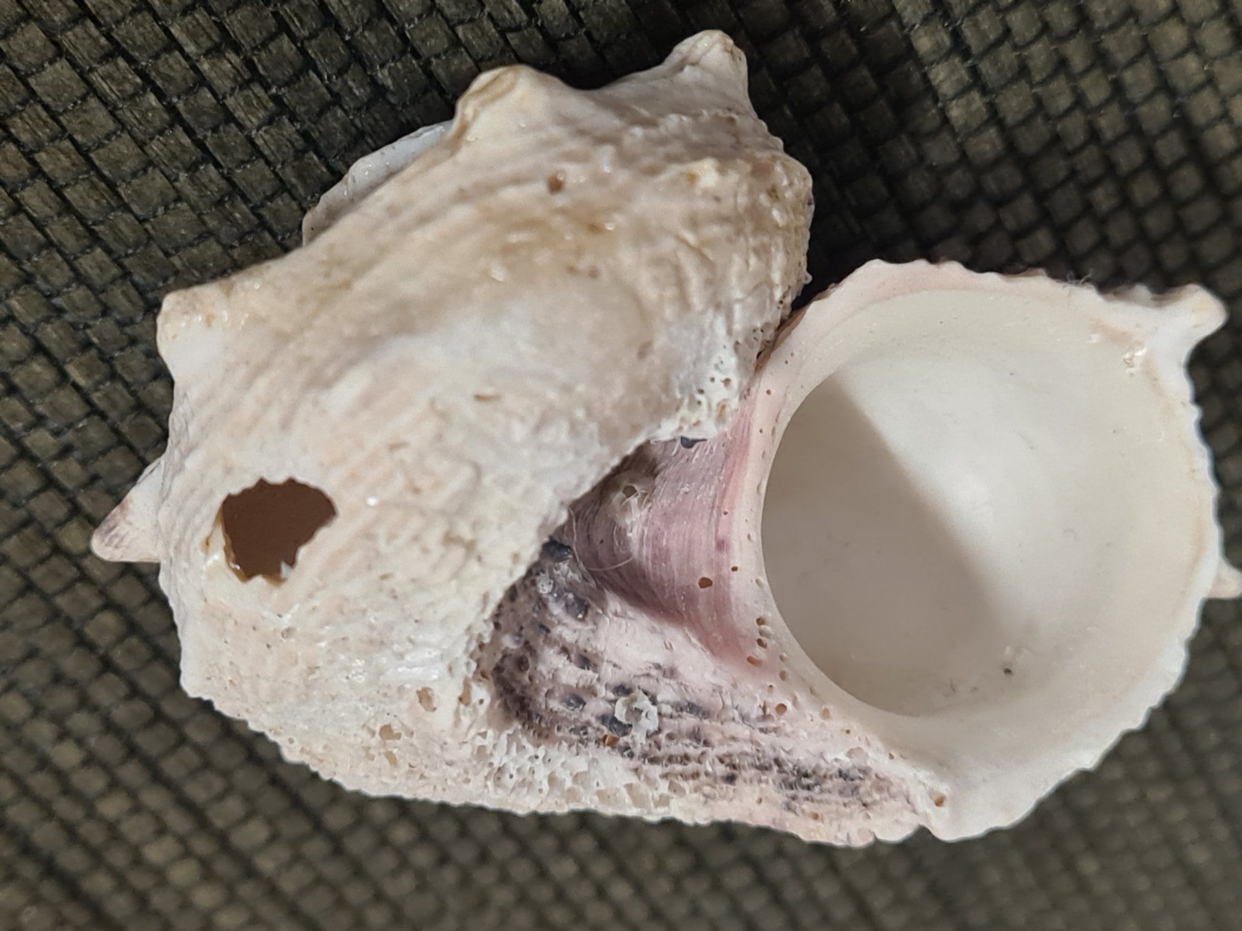 Fossilien: Schnecken- Muschel, ca L 6 cm – Gebraucht aus Amriswil von kleindeko 1
