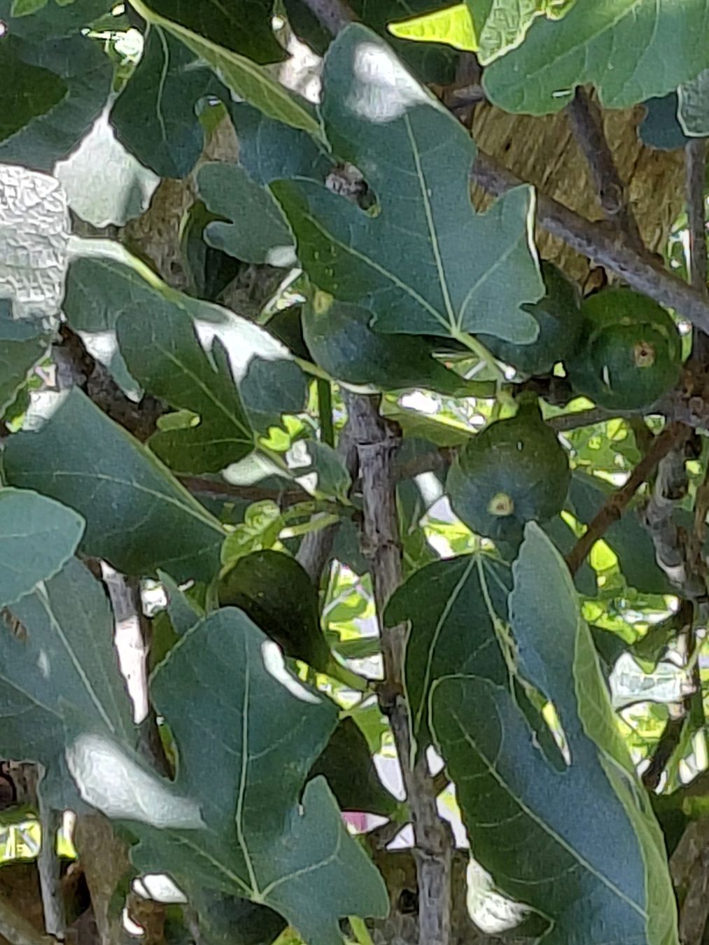 Pflanzen & Samen: Feigen- und div. Obstbäume – Gebraucht aus Wald ZH von patti7302 3