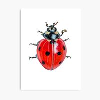 🐞 A5 Ladybug Druck von Handgemalte Marienkäfer Coccinelle