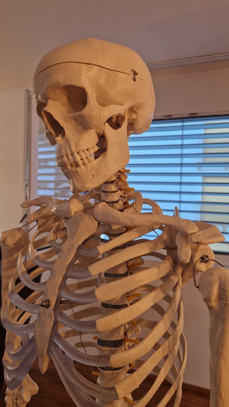 Figuren: Skelett lebensgross – Gebraucht aus Walenstadt von jan_dcn2 1