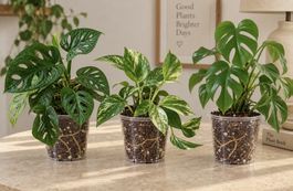 🌿✨3er-Set Pflanzen-Ableger