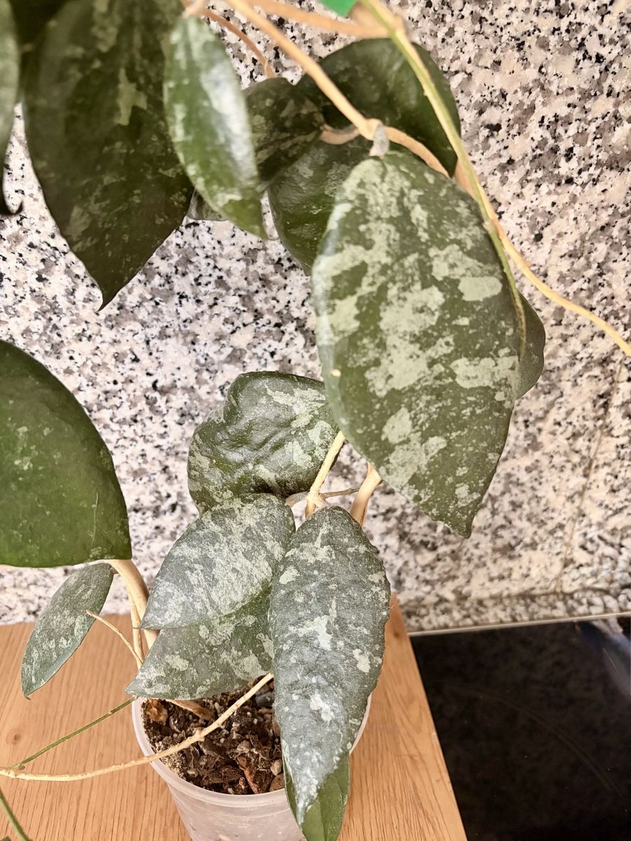 Piante & sementi: Hoya Caudata – Usato da Kaiseraugst venduto da dka_b97z 3