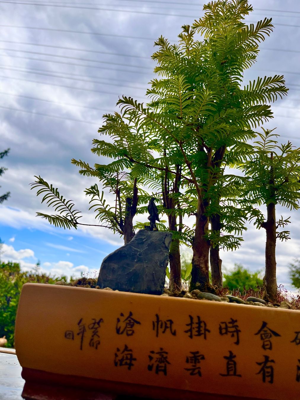Piante & sementi: Bonsai Wald Gruppe – Nuovo (secondo la descrizione) da Fislisbach venduto da fislisbach5442