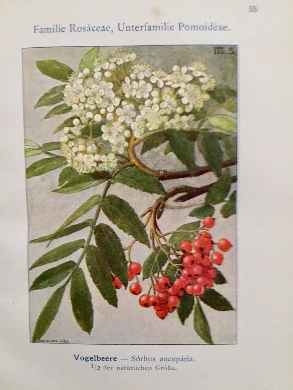 Plantes & graines: junge Vogelbeere ca. 100 cm gross! – Neuf (Voir description) à Gerlikon par jabadabadu 1