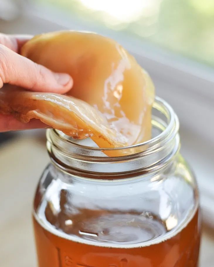 Aliments & Spécialités: Kombucha Scoby – Neuf (Voir description) à Gossau SG par cassandra.h_