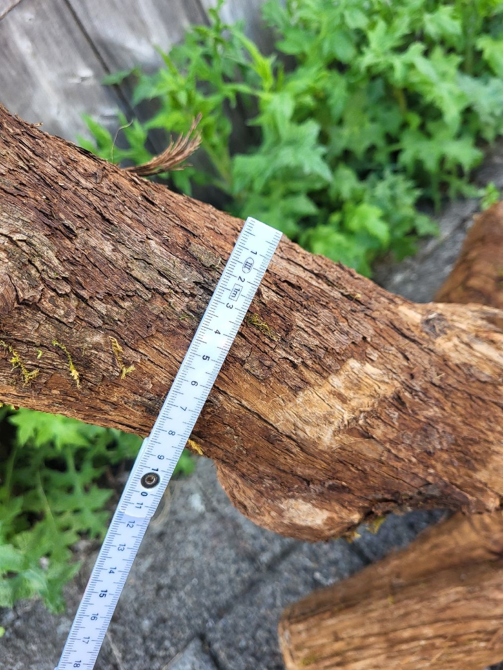 Articoli in legno: Drechselholz Flieder – Nuovo (secondo la descrizione) da Bubikon venduto da Munze1 2