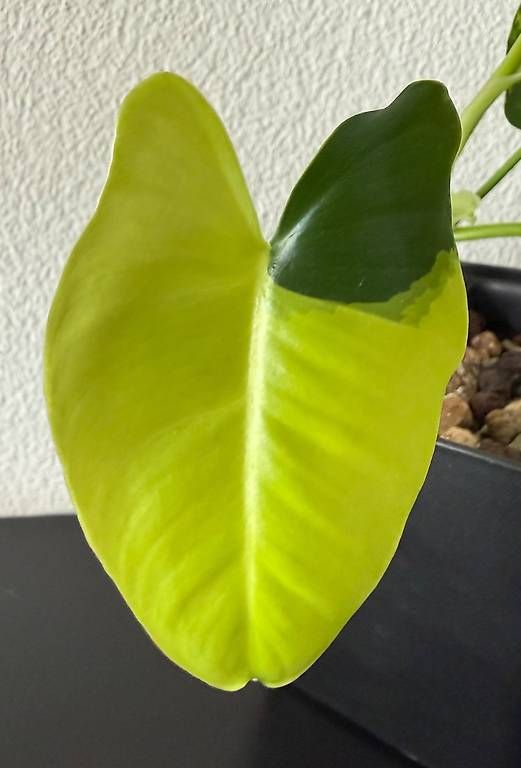 Piante & sementi: Philodendron Burle Marx Variegata, kompakt, 25cm – Usato da Aadorf venduto da Arkabraa
