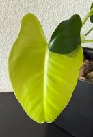 Philodendron Burle Marx Variegata, kompakt, 25cm
