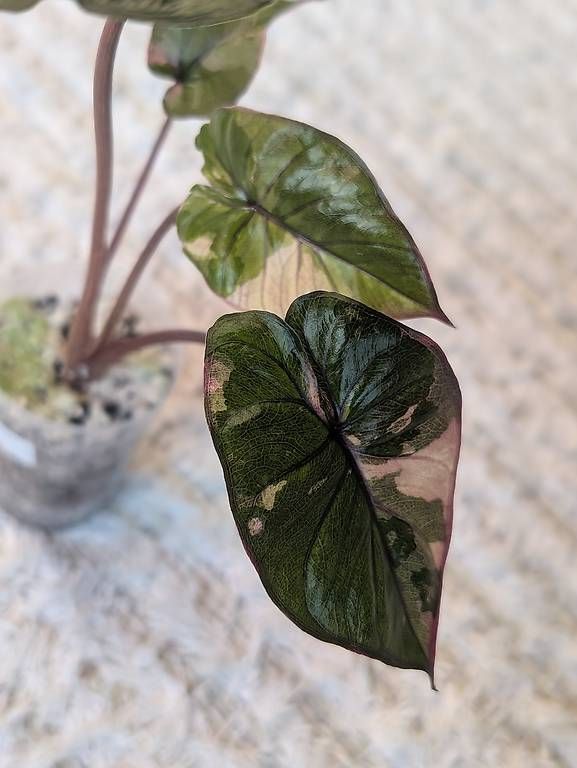 Piante & sementi: Alocasia Serendipity Pink Variegata – Usato da Faulensee venduto da plantmama 2