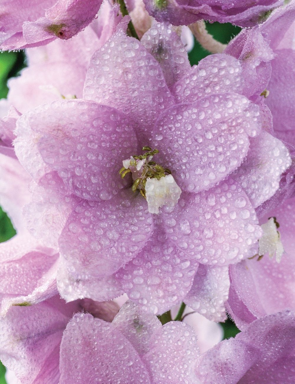 Pflanzen & Samen: 50 Samen Rittersporn CHERRY BLOSSOM – Neu (gemäss Beschreibung) aus Ehrendingen von VerveinaSamen 2