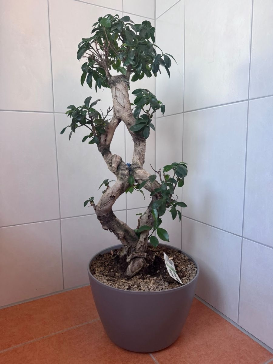 Piante & sementi: Ficus Ginseng Baum in Topf  – Usato da Entlebuch venduto da lar_p6sp
