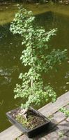 BONSAI  Weissdorn