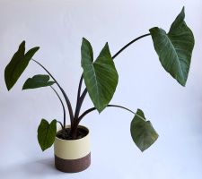 COLOCASIA***ESCULENTA*****