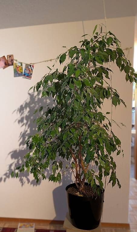 Piante & sementi: Ficus Benjamini – Usato da Bürglen TG venduto da Bertschi2