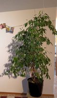Ficus Benjamini