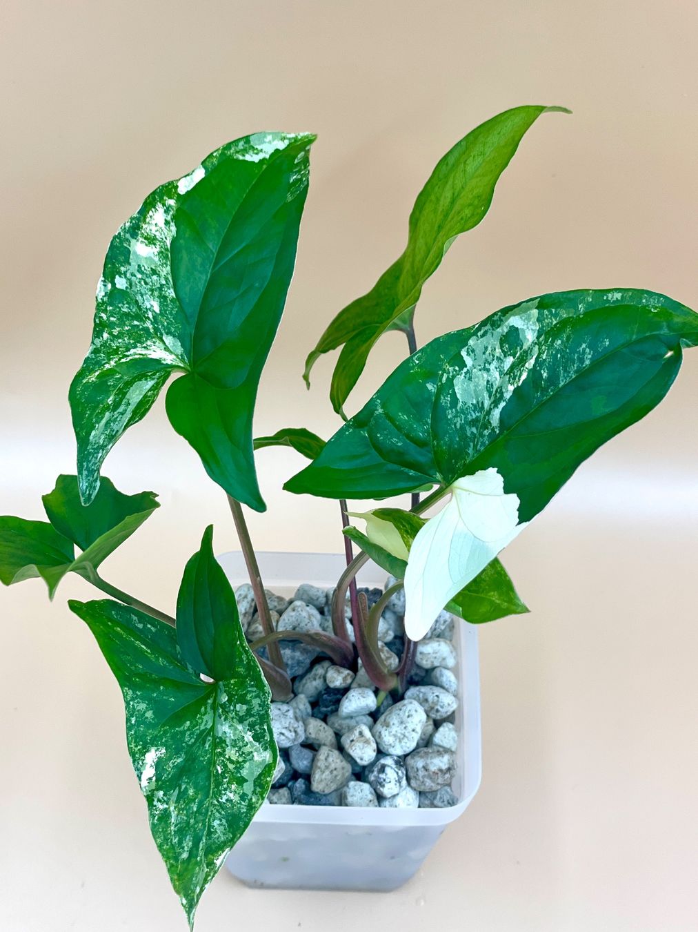 Piante & sementi: Syngonium Albo Variegata – Nuovo (secondo la descrizione) da Zürich venduto da Leafscape 1