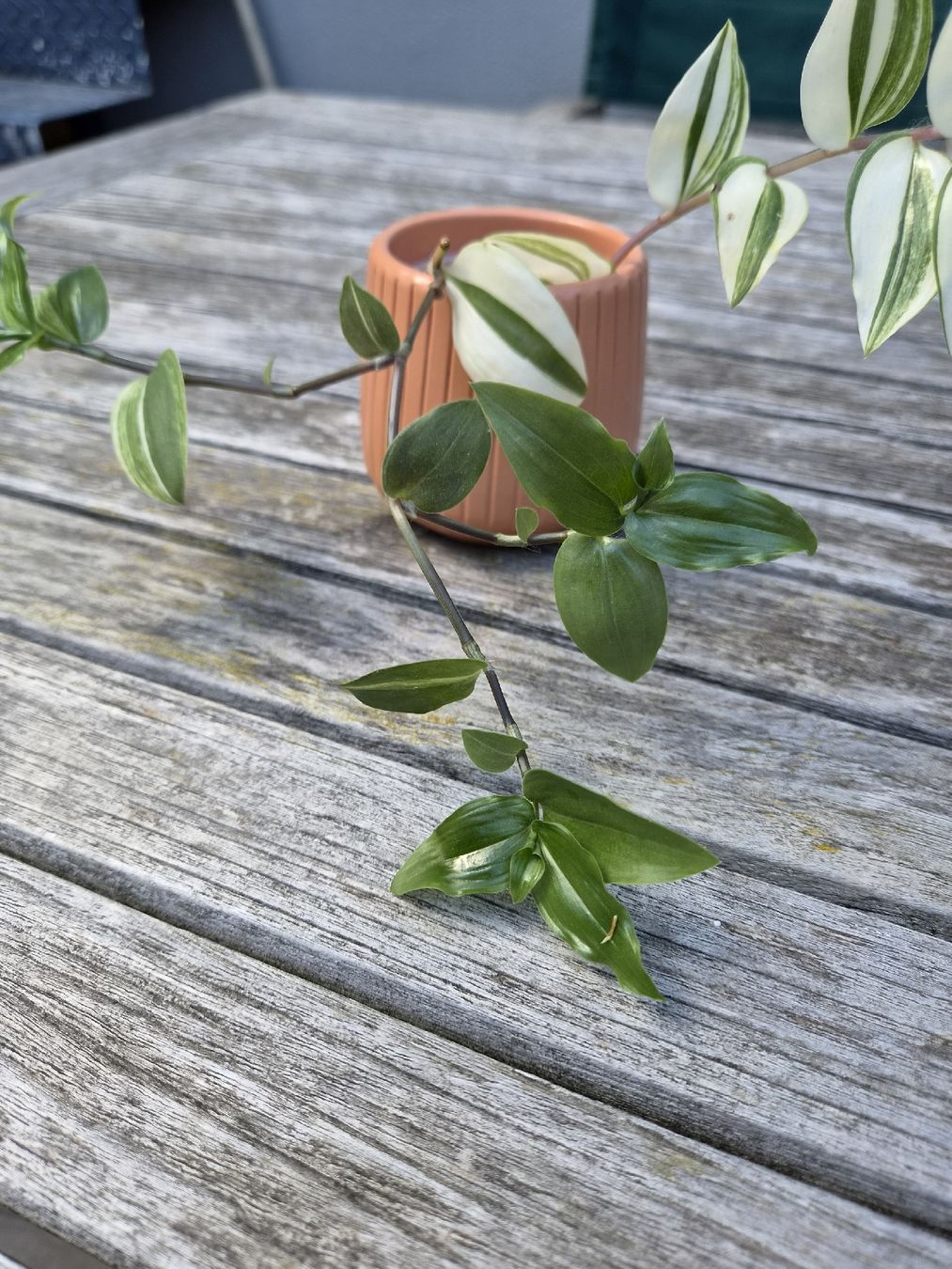 Pflanzen & Samen: Tradescantia Duo – Gebraucht aus Zürich von ebirch_ 6
