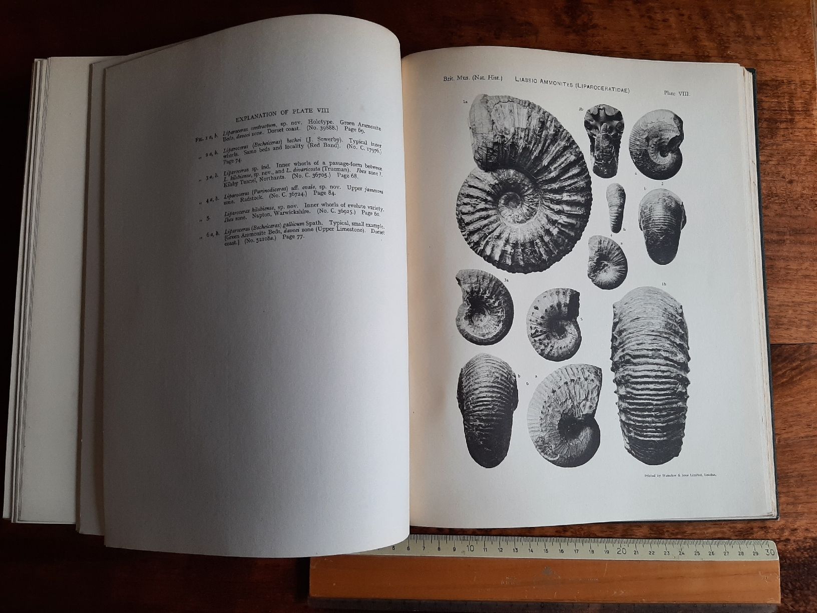 Libri: Fossilien Ammoniten Buch über Liparoceras – Usato da Rickenbach BL venduto da Oktober68 2