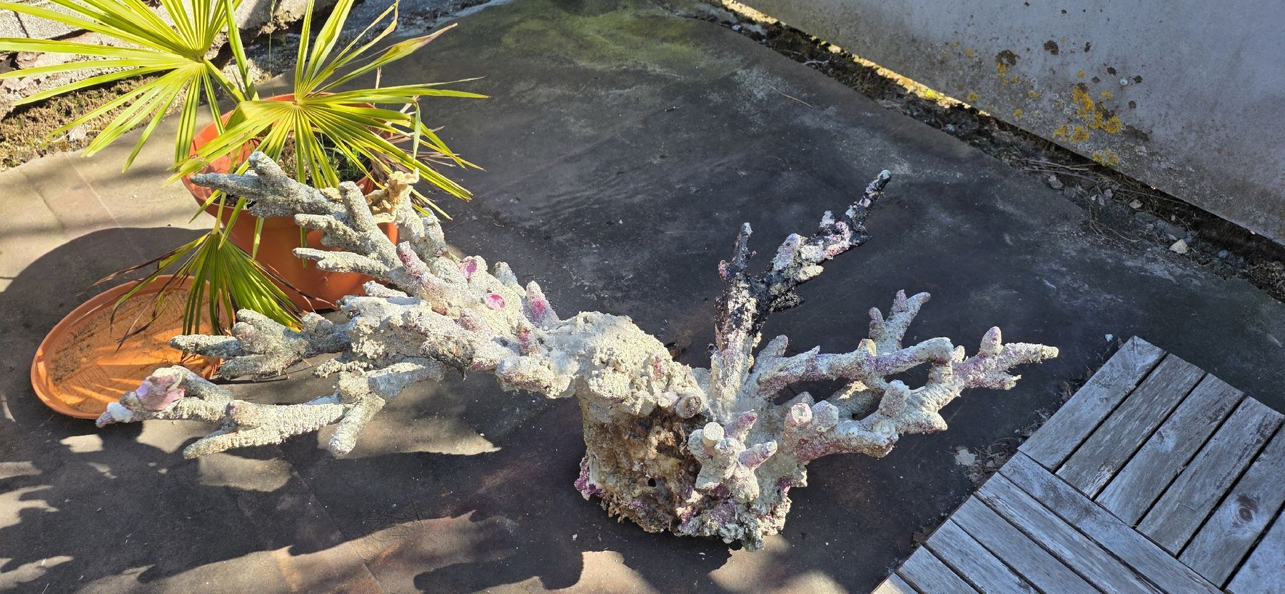 Tutte le decorazioni: Riffaufbau Meerwasser – Usato da Degersheim venduto da gadmer01 4