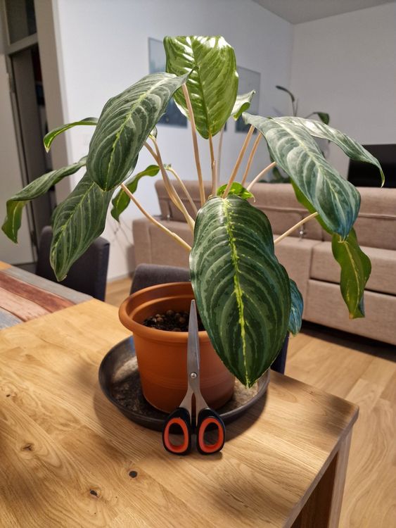 Asiatische Zimmerpflanze Kolbenfaden Aglaonema Schlieren ZH Kaufen