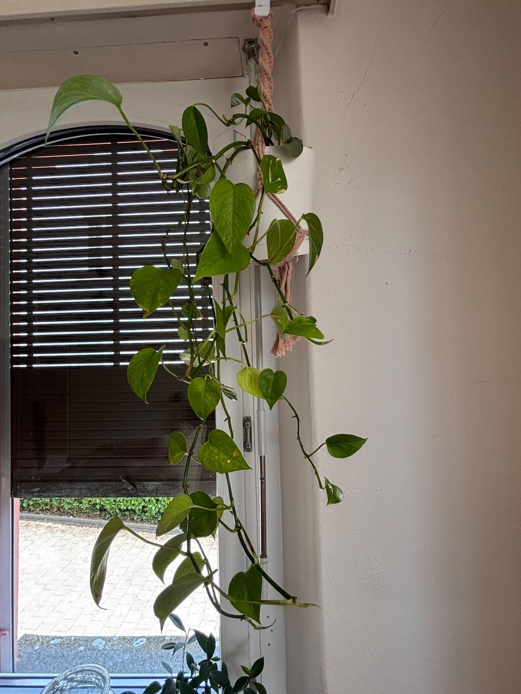 Pflanzen & Samen: Hängepflanze – Gebraucht aus Zürich von houseplantclub 2