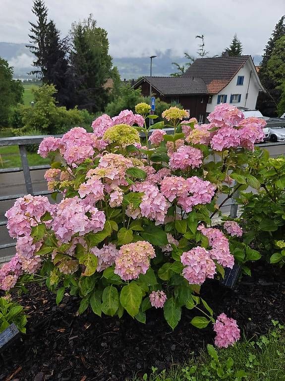 Piante & sementi: Hortensie – Usato da Jona venduto da pau_g7rc 1