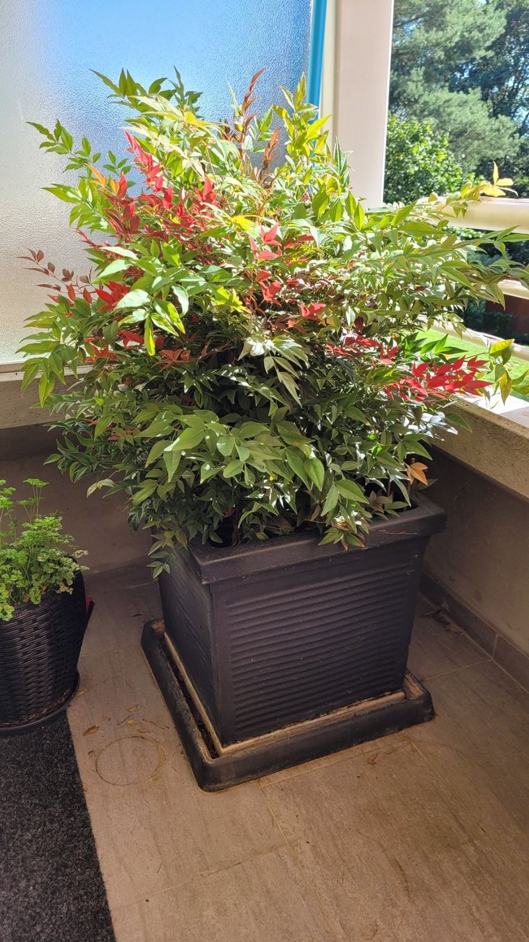Pflanzen & Samen: Garten/Balkon Pflanze inkl. TOPF – Gebraucht aus Grenchen von  1