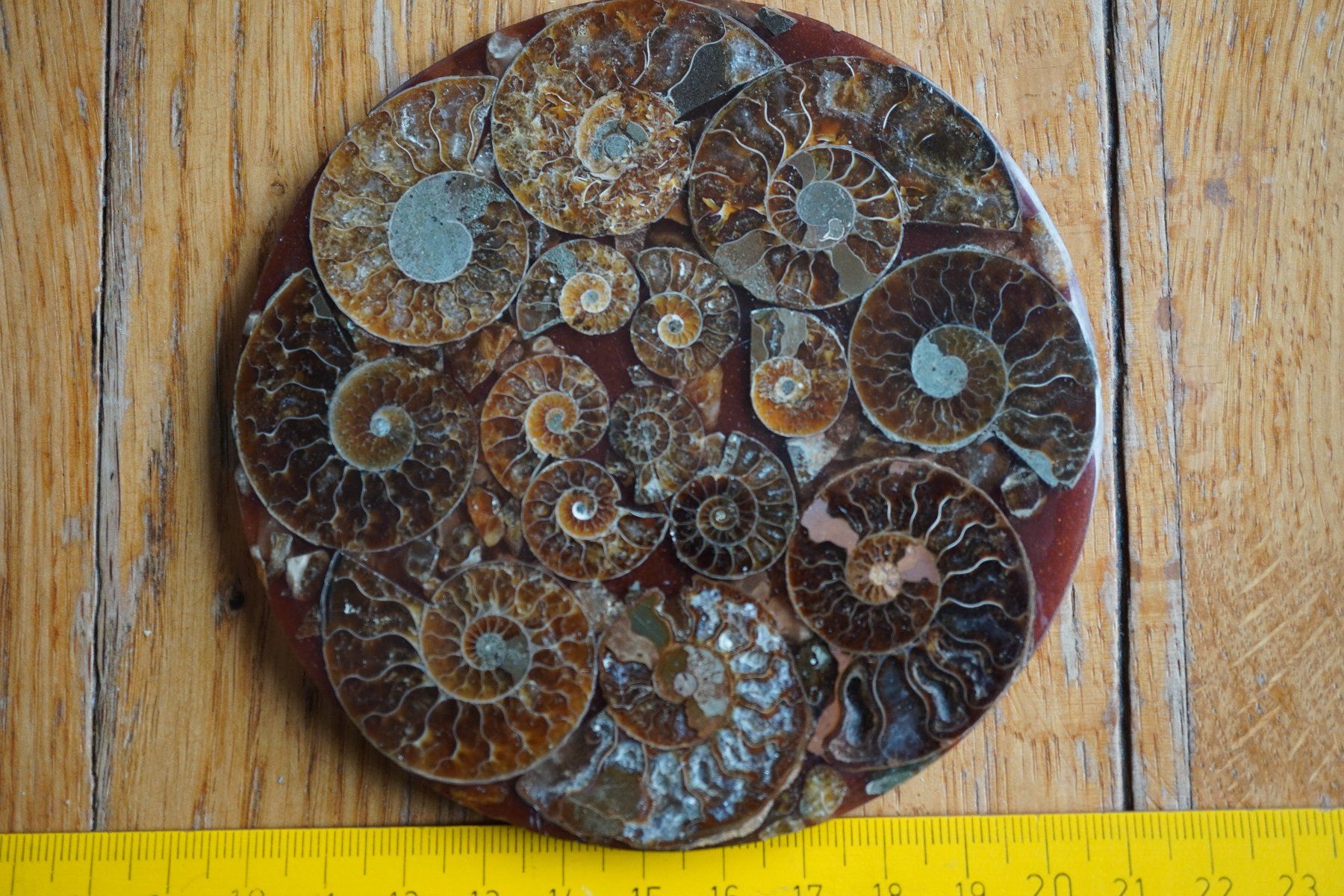 Fossili: Ammonit  Platte      Sammlerstück  ca 11cm  Diverse – Nuovo e nell'imballaggio originale da Eschenbach SG venduto da craniums 2