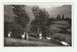 Wallis, Geissen Weiden auf den Bergen nahe Sitten