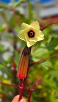 Rote Okra Samen; Abelmoschus esculentus 'Red Burgundy'