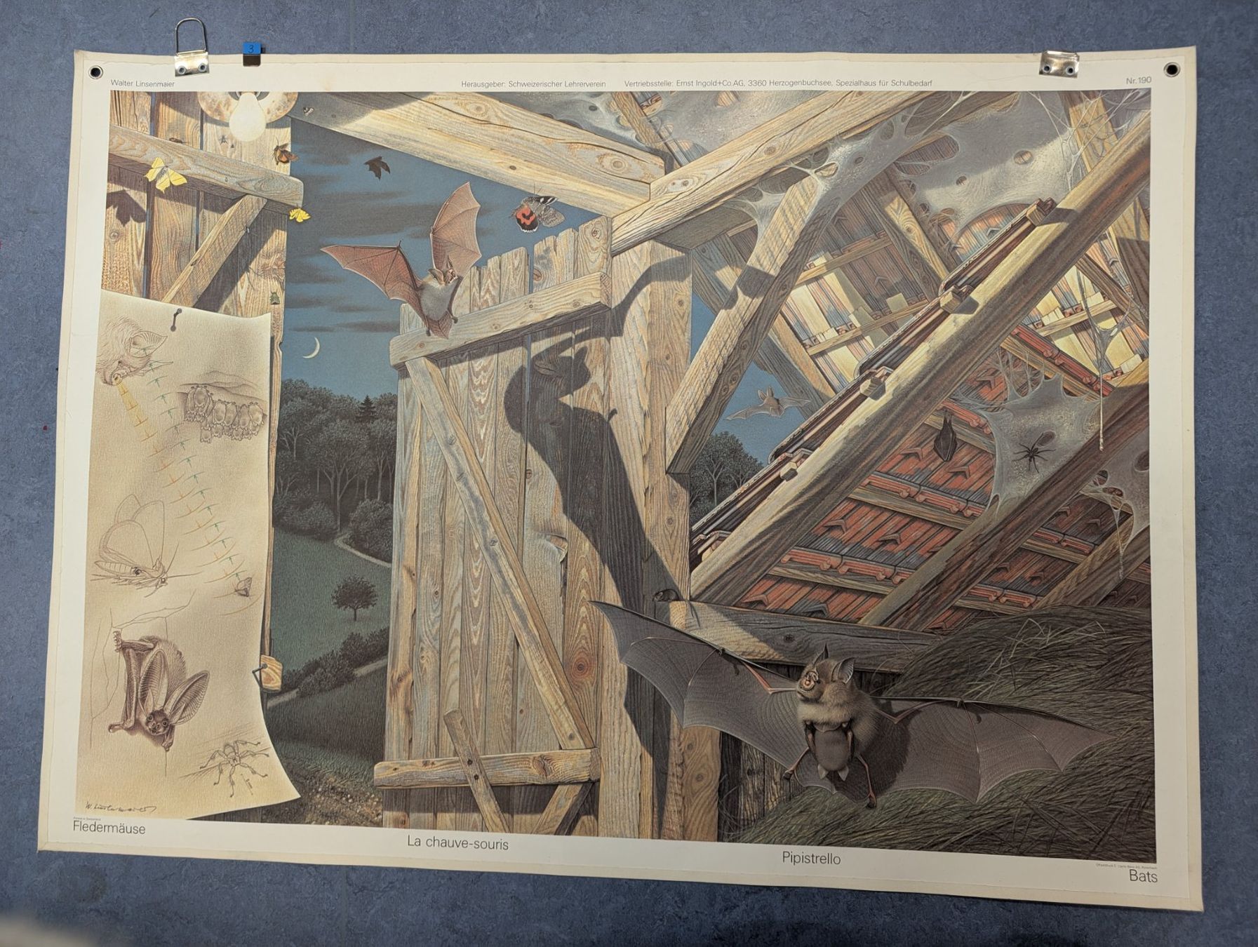 Foto & Immagini: Schulwandbild Nr. 190 - Fledermäuse – Usato da Luzern venduto da JenKu