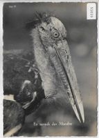 Zoologischer Garten Zürich - Indischer Marabu