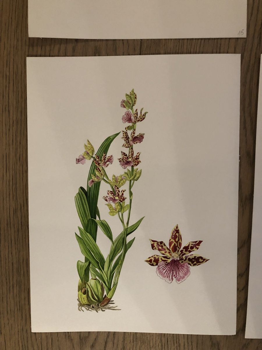 Tableaux: 12 handgemalte Orchideen-Bilder, Originale – D'occasion à Versoix par chr_2rpz 5